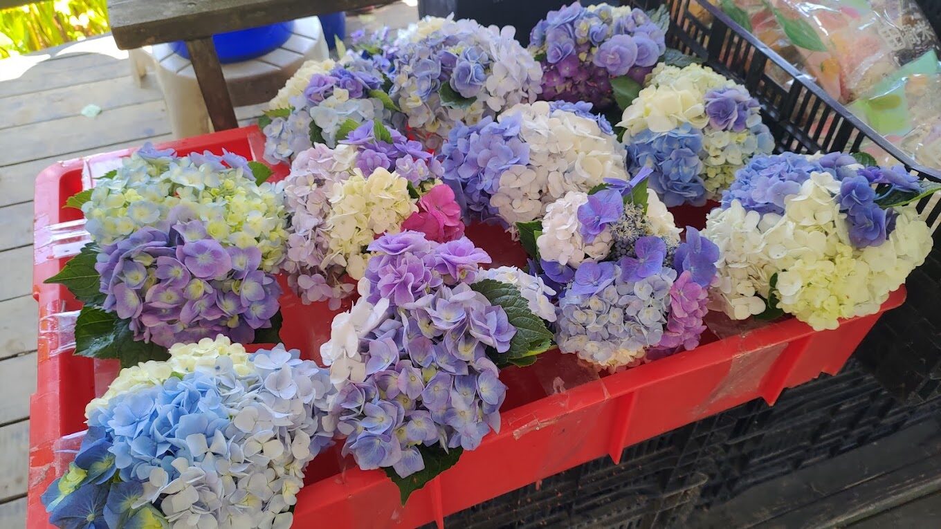 高家繡球花旅遊攻略｜不可錯過的拍照景點