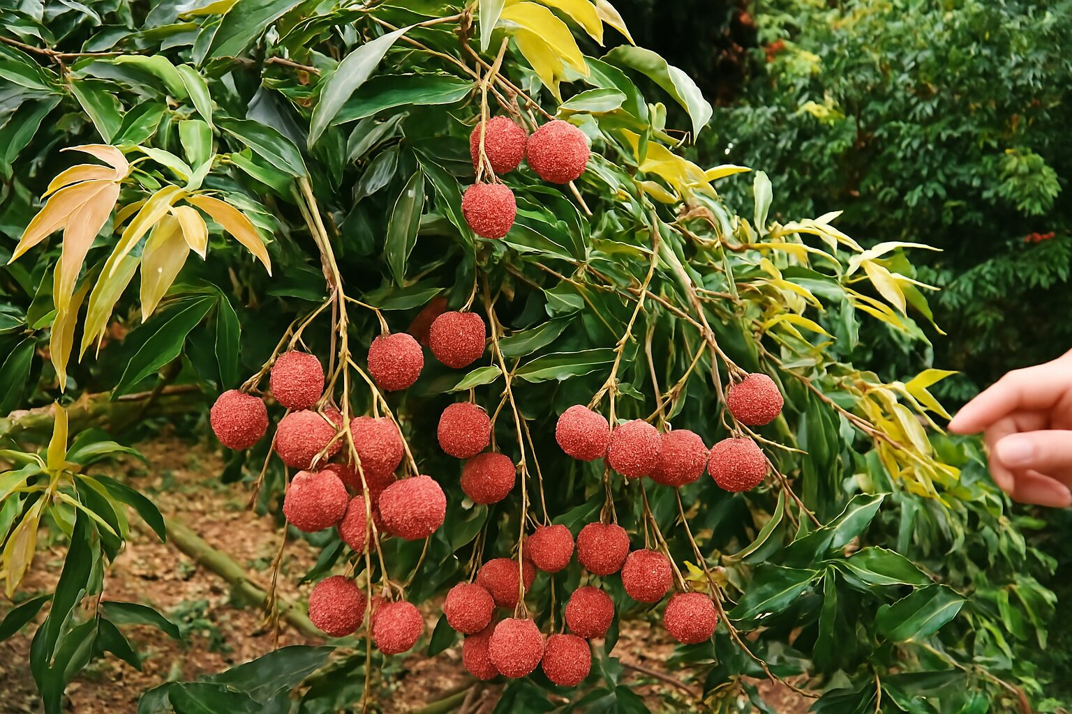 探索仙湖農場的隱藏魅力｜你不能錯過的必玩景點