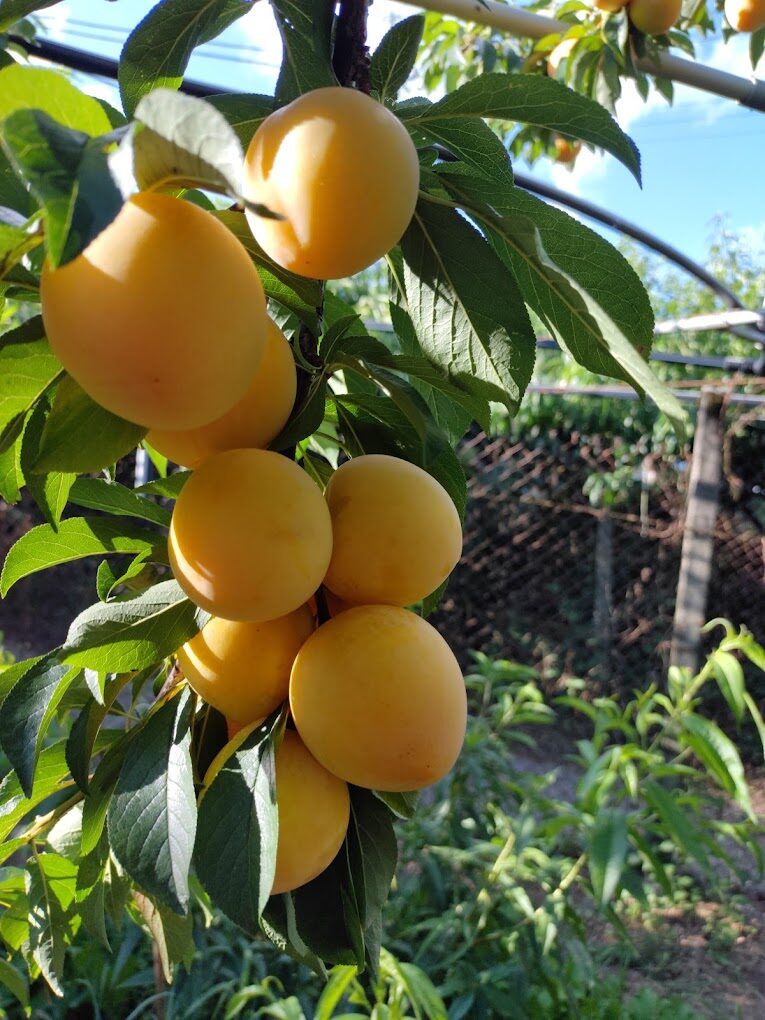 你不知道的梨山賓館探索秘境｜避開遊客的私房去處