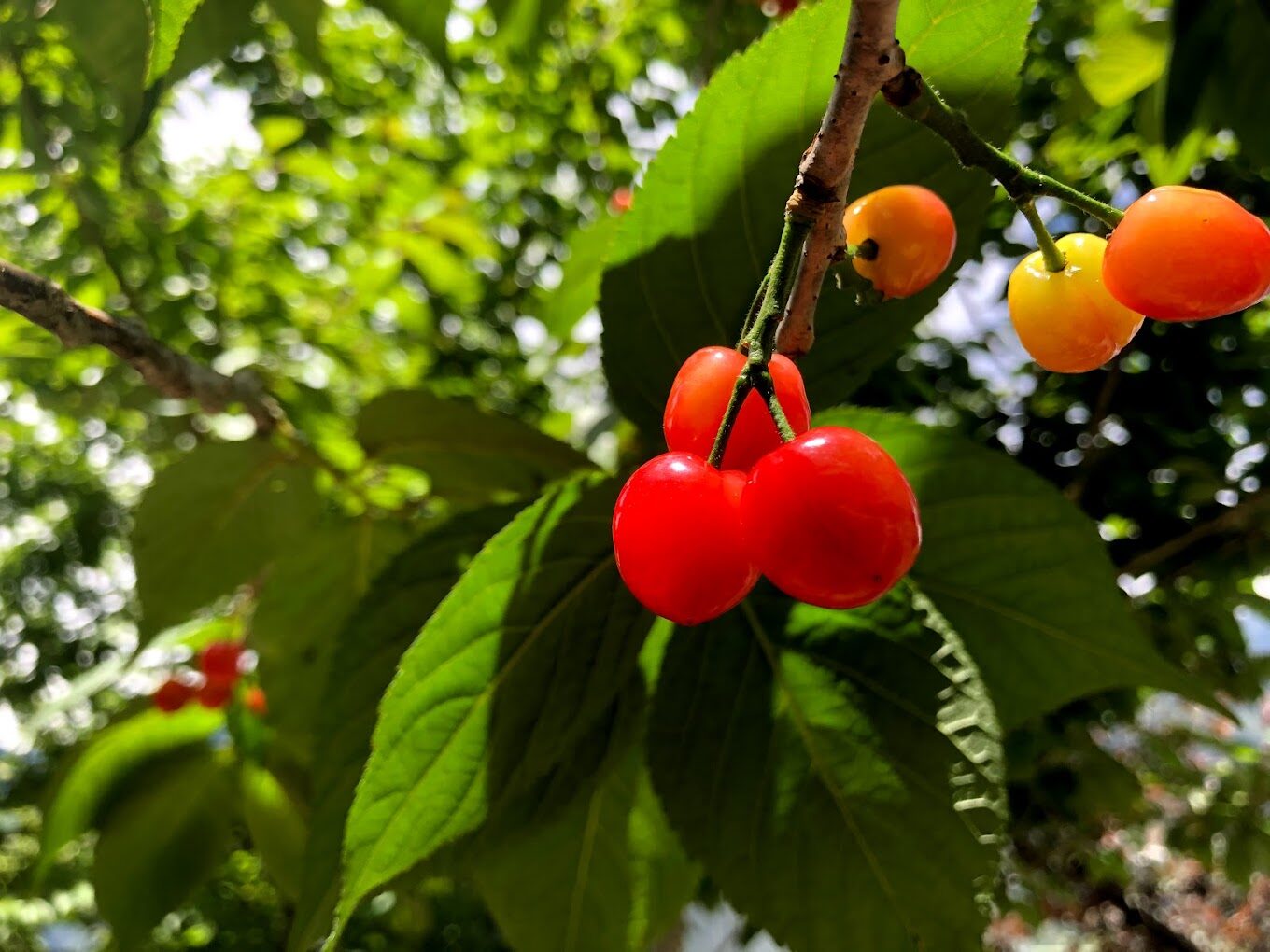 你不知道的梨山賓館探索秘境｜避開遊客的私房去處