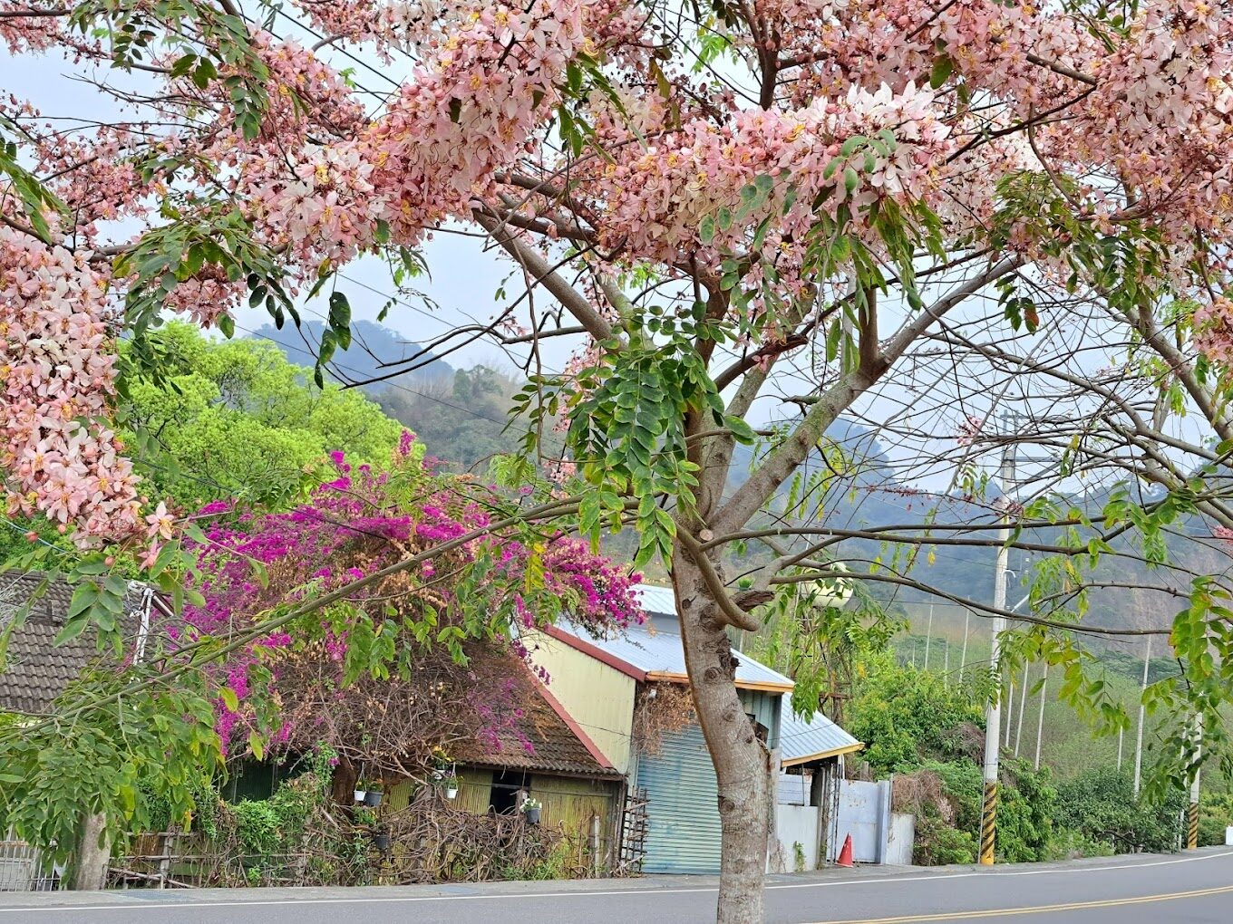 【2025】二水花旗木賞花地圖：三大必訪景點推薦