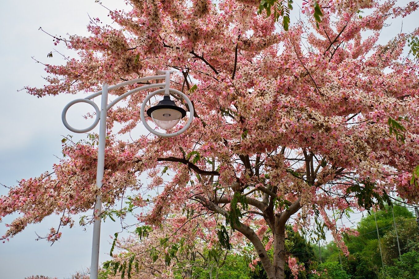 【2025】二水花旗木賞花地圖：三大必訪景點推薦