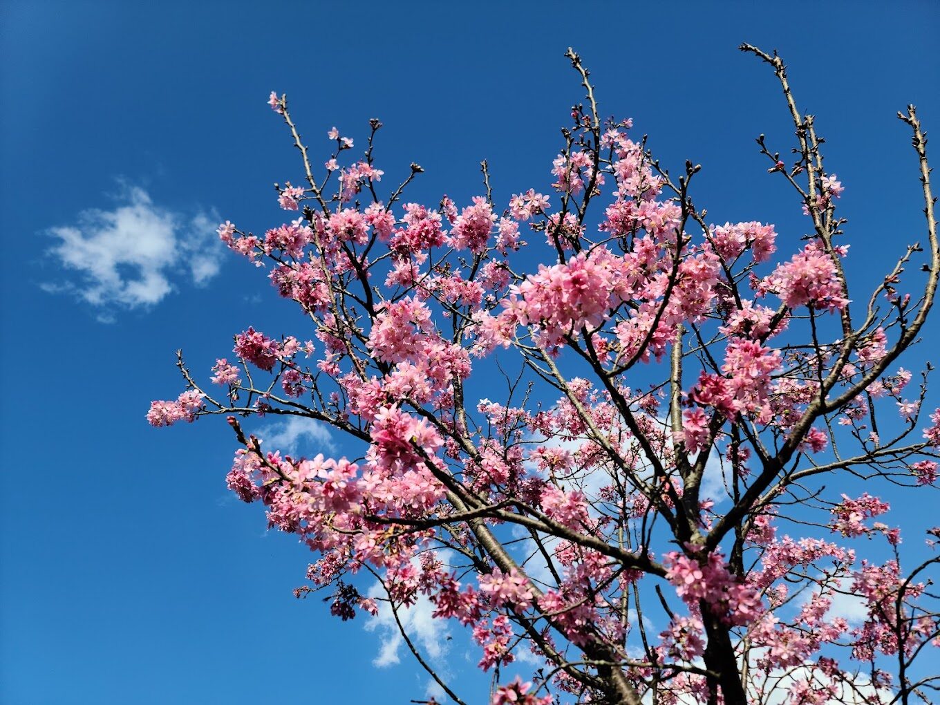 陽明山2025必去景點推薦｜避開人潮的最佳時間