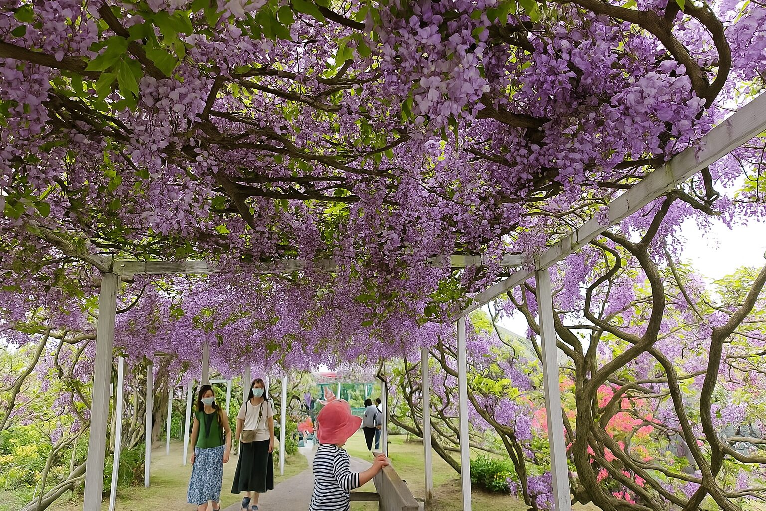 【2025】紫藤花季必遊景點:隱藏版賞花秘境推薦