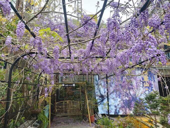 【2025】紫藤花季必遊景點:隱藏版賞花秘境推薦