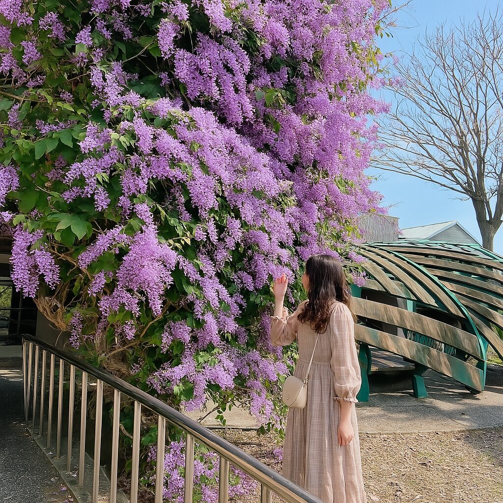 【2025】紫藤花季必遊景點:隱藏版賞花秘境推薦