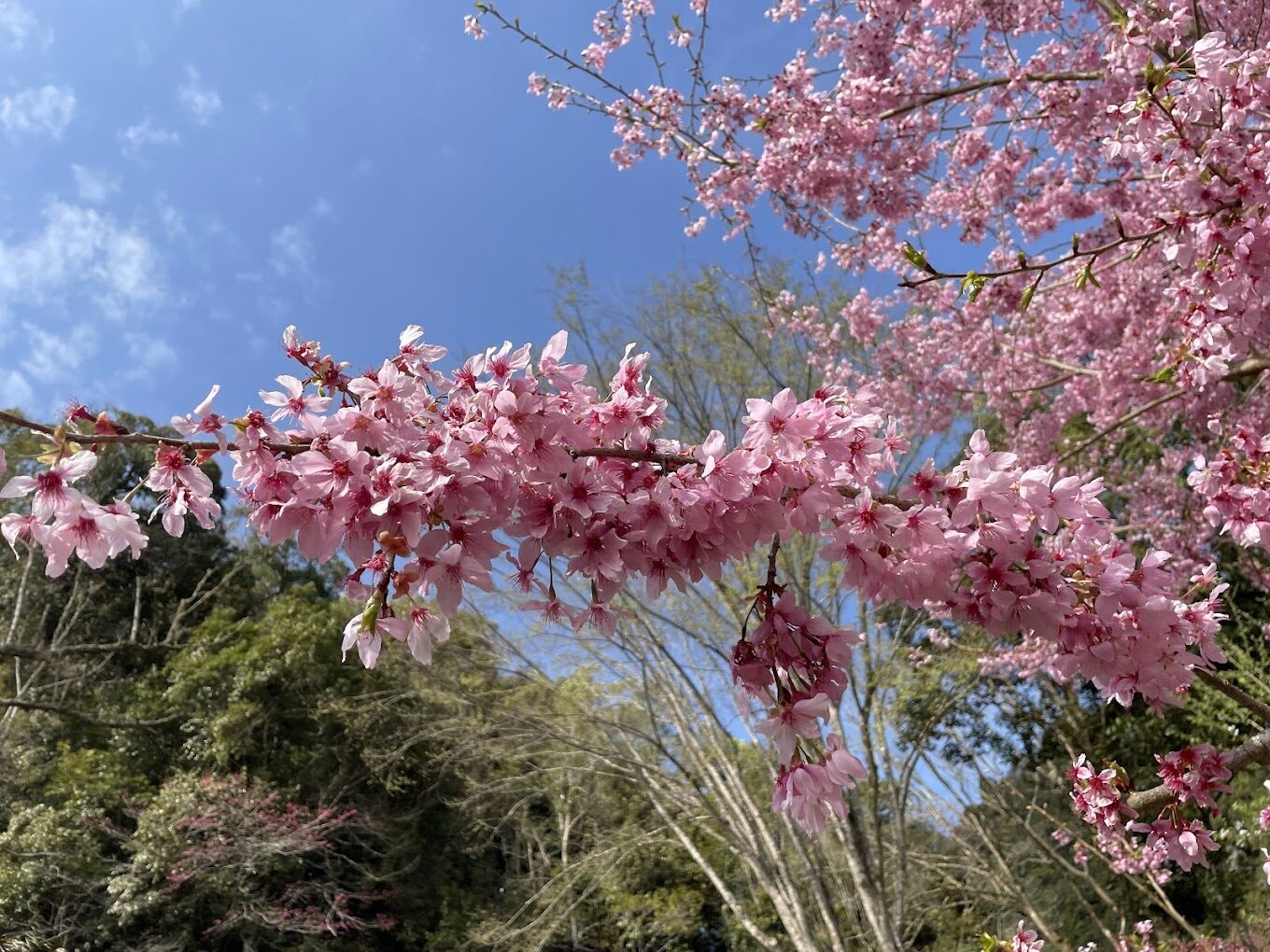 杉林溪飯店必住理由｜不可錯過的自然景觀與便利設施