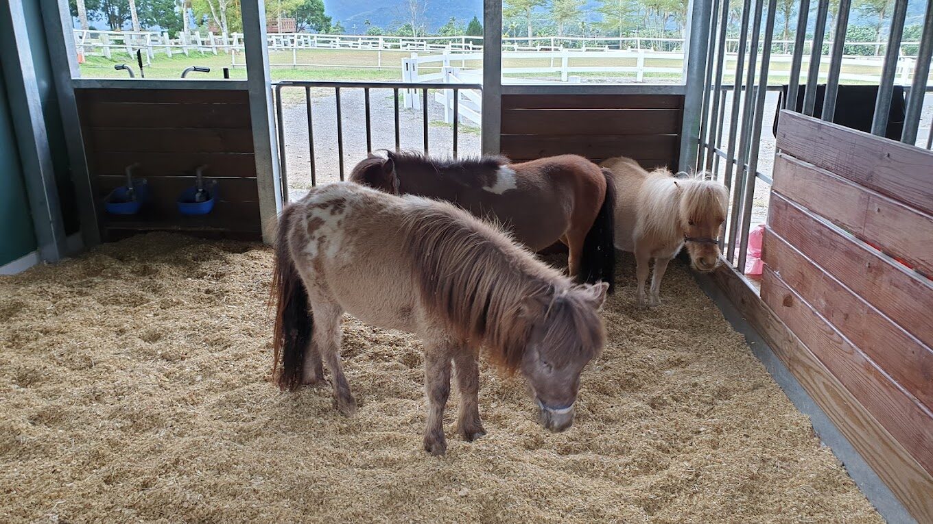 2025訪初鹿牧場必做的事｜避開旅途遺憾