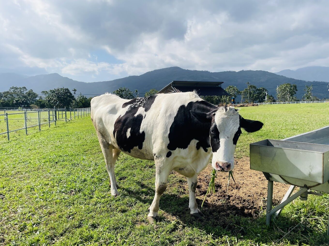 2025訪初鹿牧場必做的事｜避開旅途遺憾