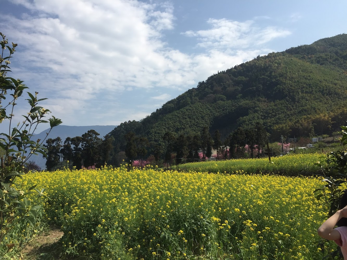 南投必去景點|不容錯過的秘境探索指南