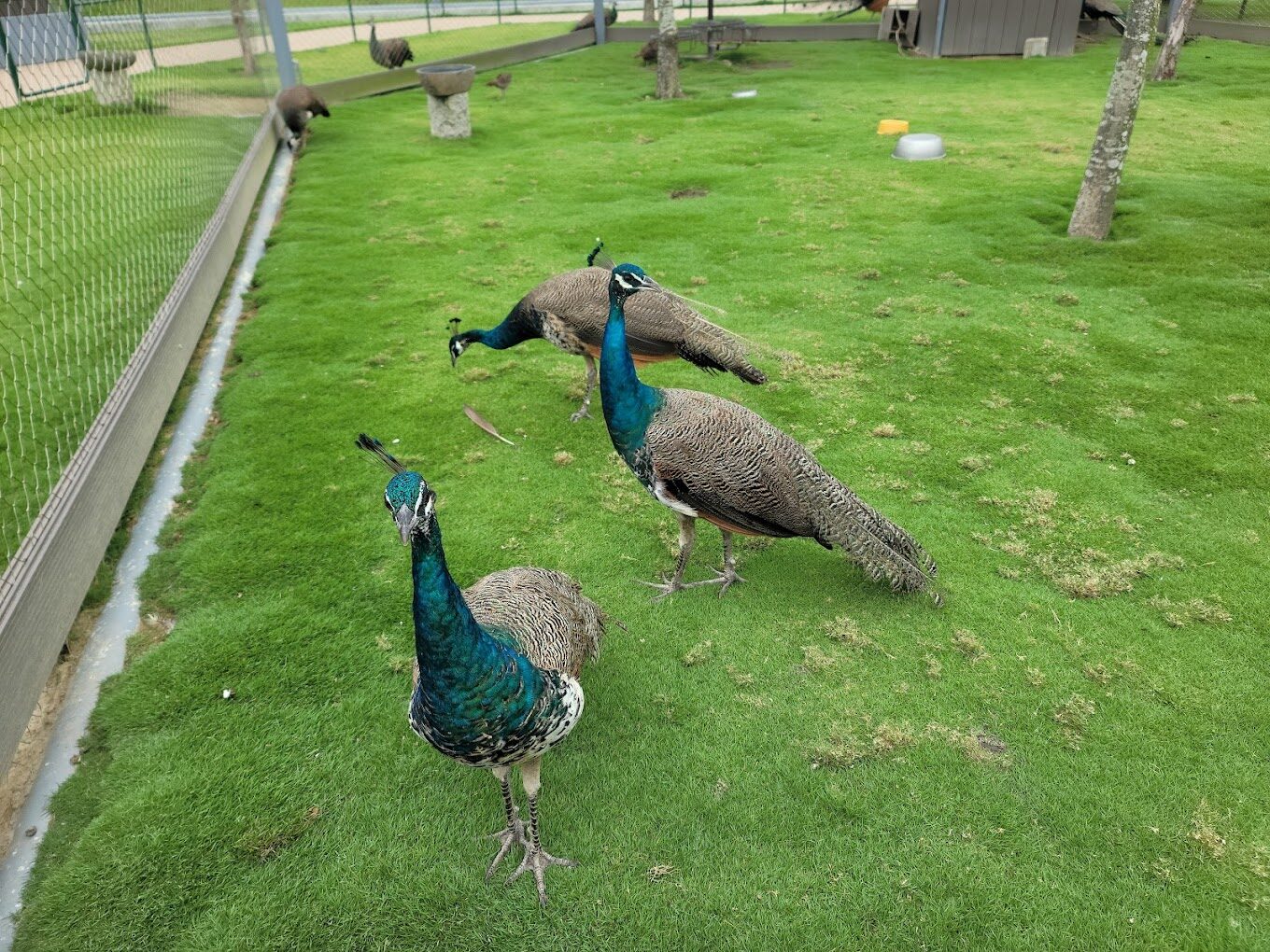 2025 帶孩子遊九九峰動物樂園的 必知祕技|親子遊行程推薦