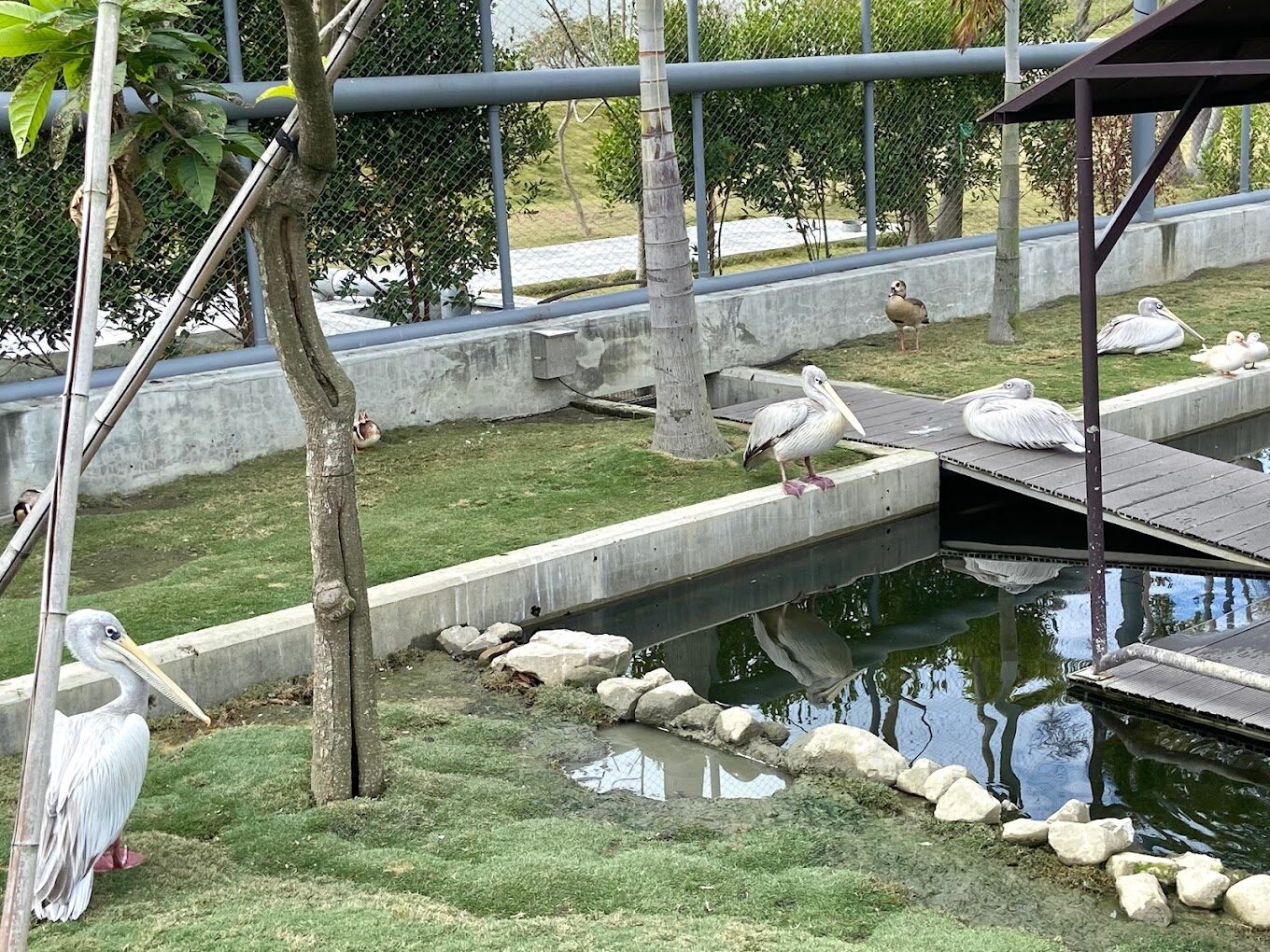 2025 帶孩子遊九九峰動物樂園的 必知祕技|親子遊行程推薦