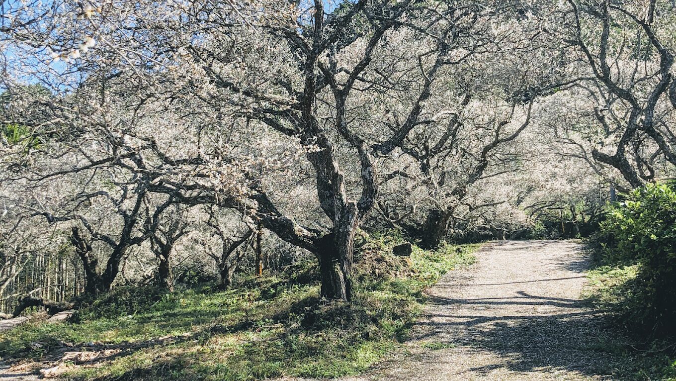 南投必去景點|不容錯過的秘境探索指南