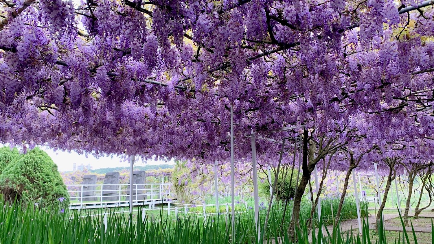紫藤咖啡種植園 (桶山公園)