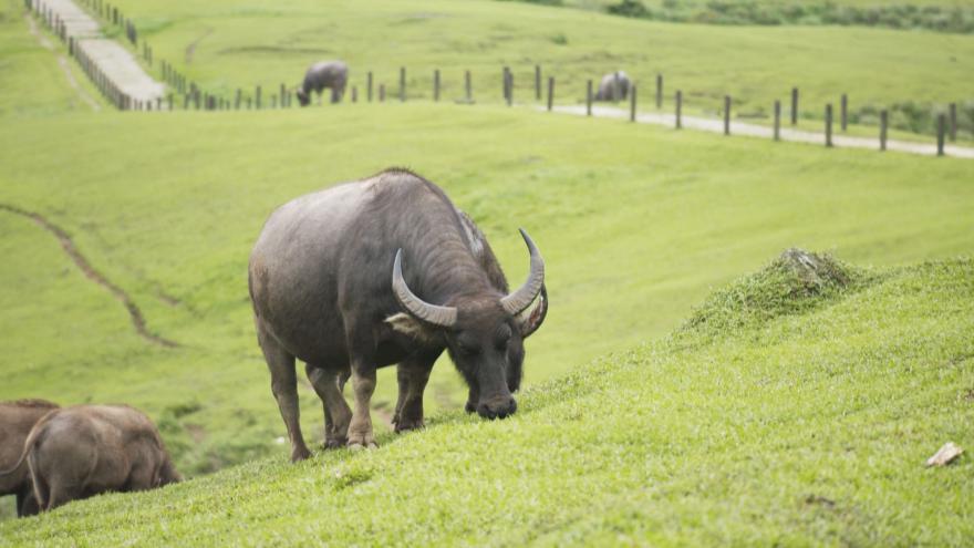 擎天崗：探索台北最美的草原與自然秘境