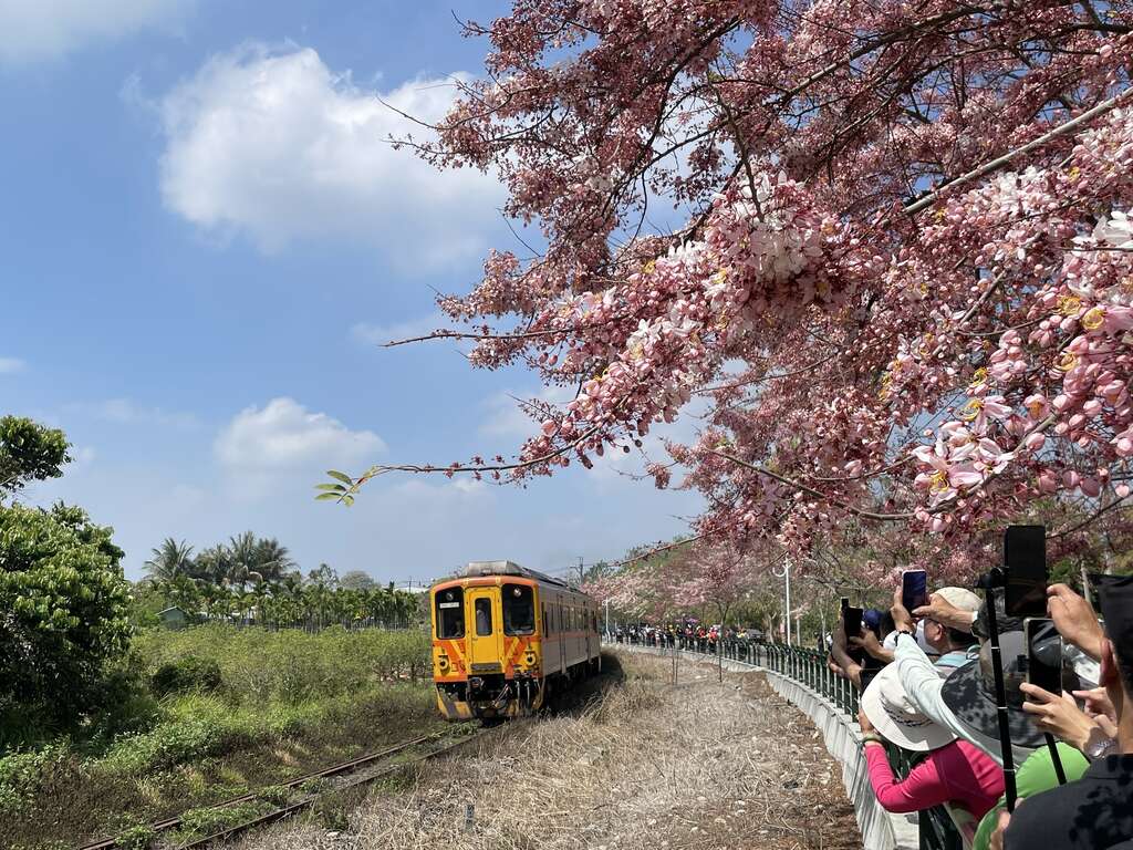 火車駛過盛開的粉紅花旗木鐵道美景