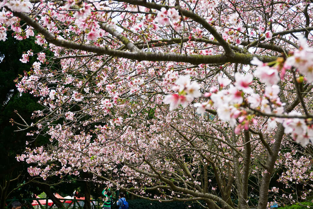 陽明山溫泉：最佳選擇與全攻略