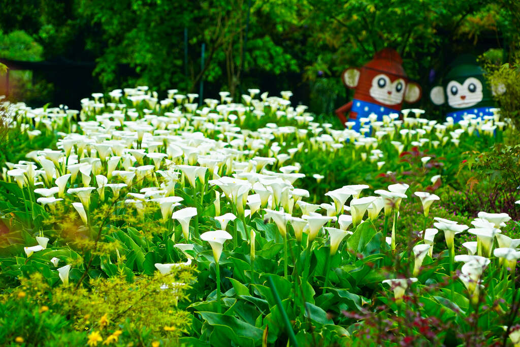 陽明山海芋季壯麗美景
