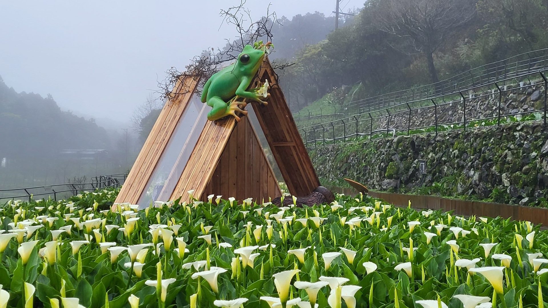探索竹子湖的魅力：台北隱藏版旅遊寶地