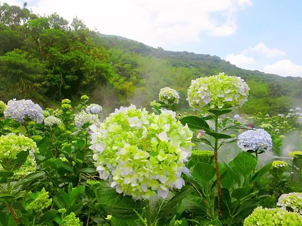 午後陽光繡球花田