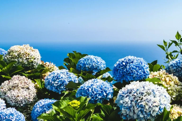 陽明山繡球花全攻略｜5個必訪的繡球花海景點