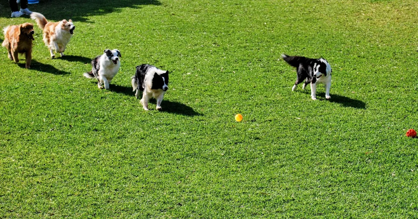 苗栗寵物友善景點：探索最佳的寵物樂園與住宿選擇