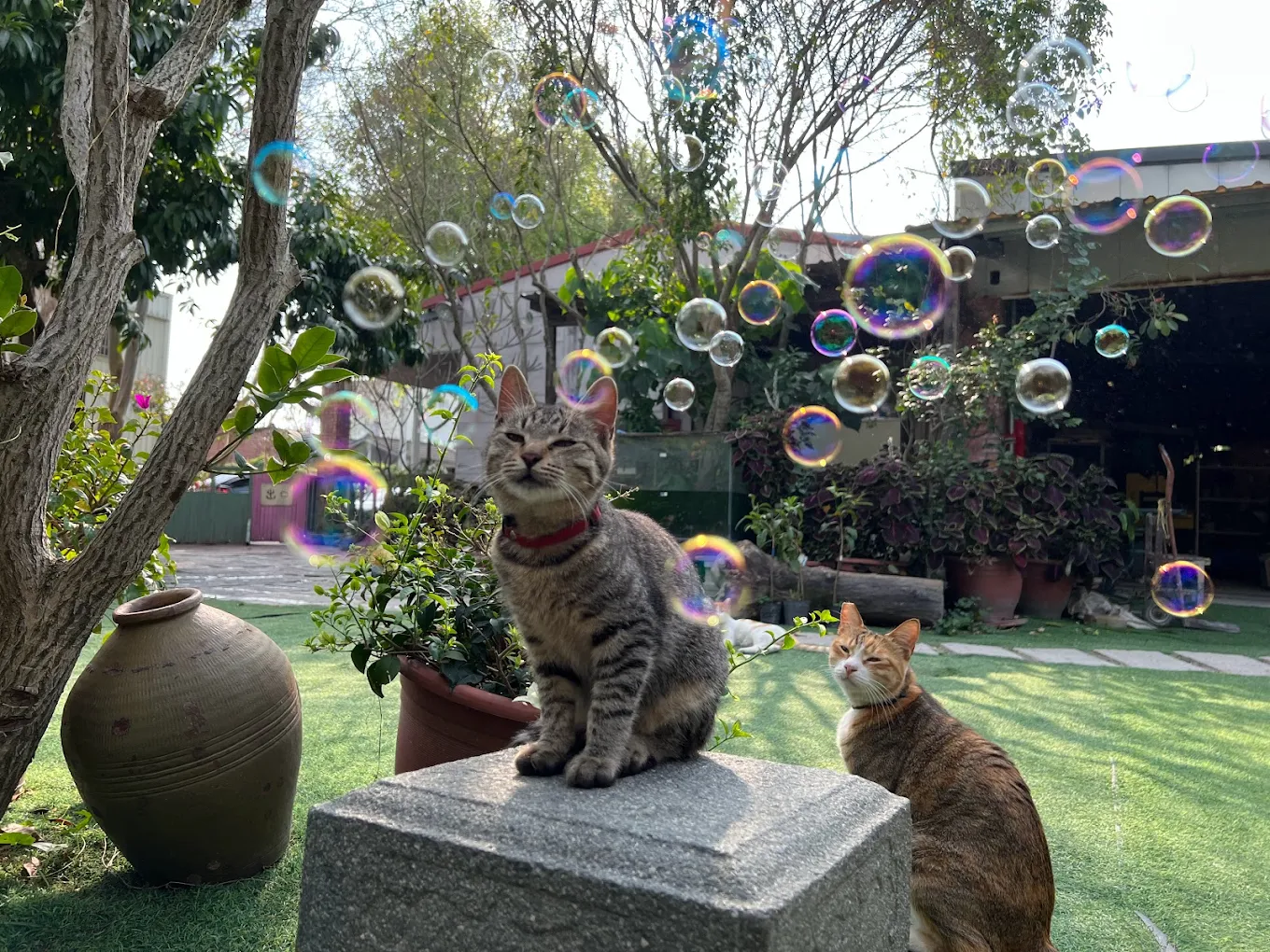 田中窯創藝園區｜陶藝體驗與蜀葵花海的藝術旅程