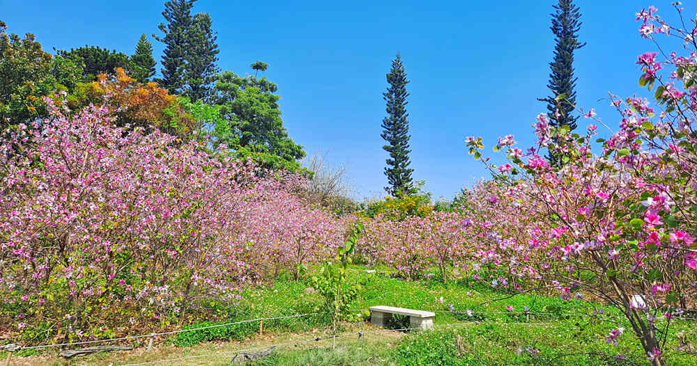 羊蹄甲大道的美麗賞花攻略｜三大必訪景點推薦