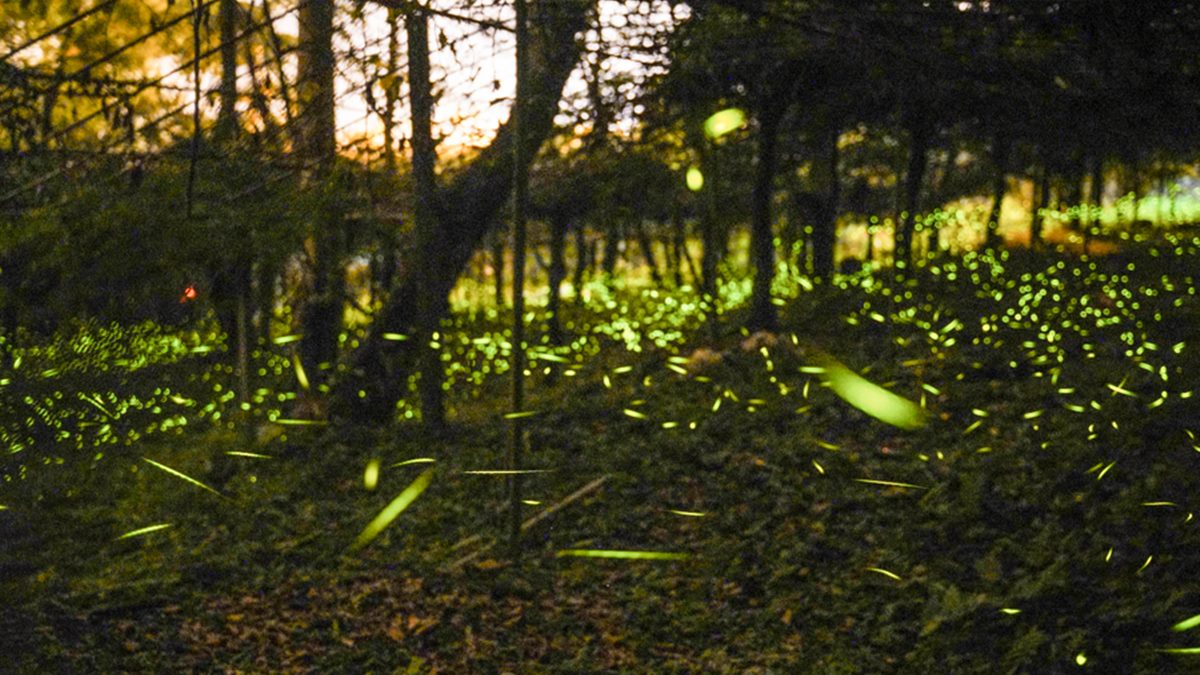 達卡努瓦賞螢步道介紹