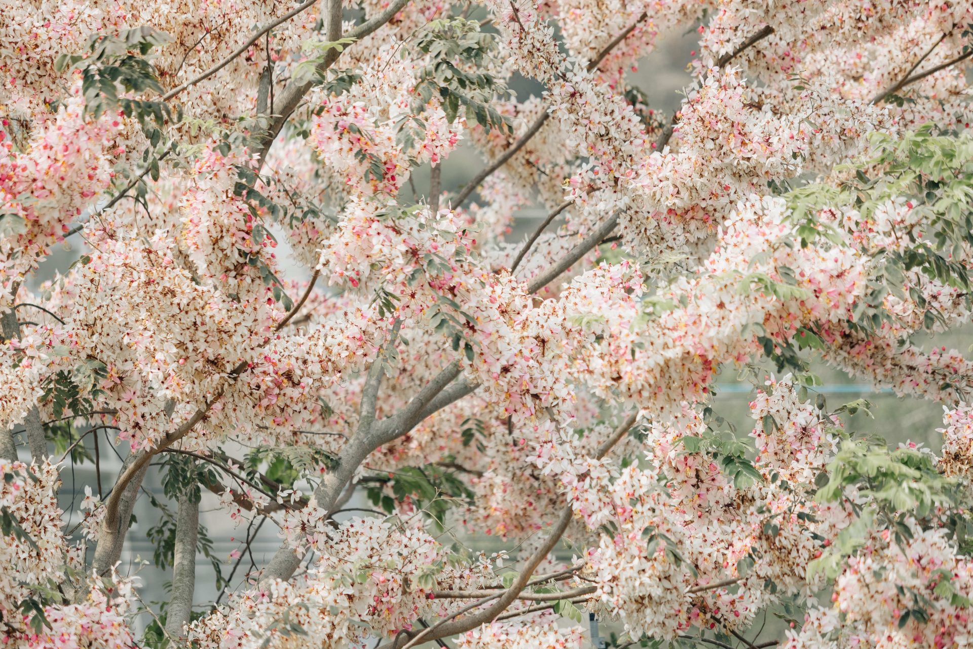 探索二水花旗木鐵道的魅力|最佳遊玩指南