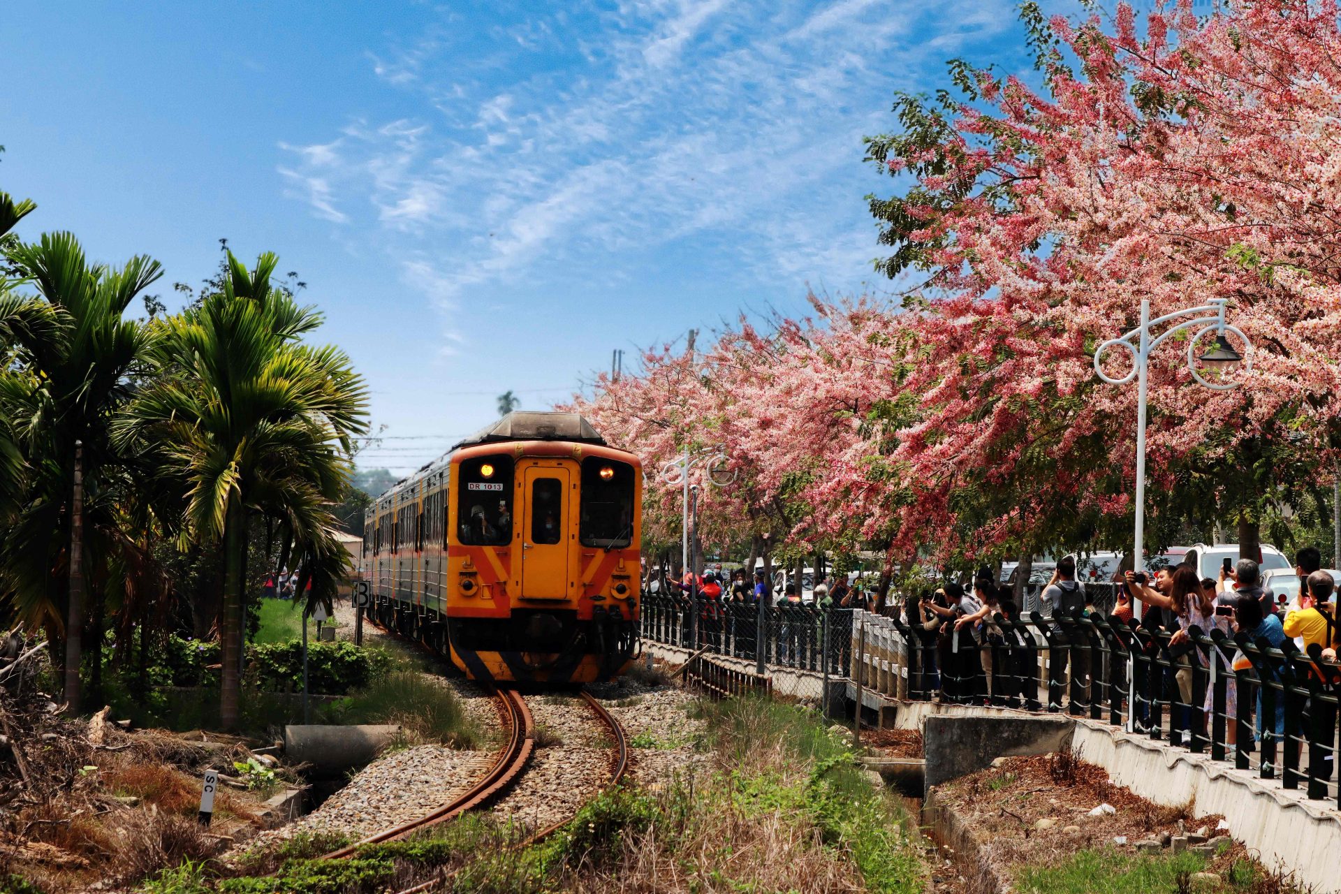 探索二水花旗木鐵道的魅力｜最佳遊玩指南