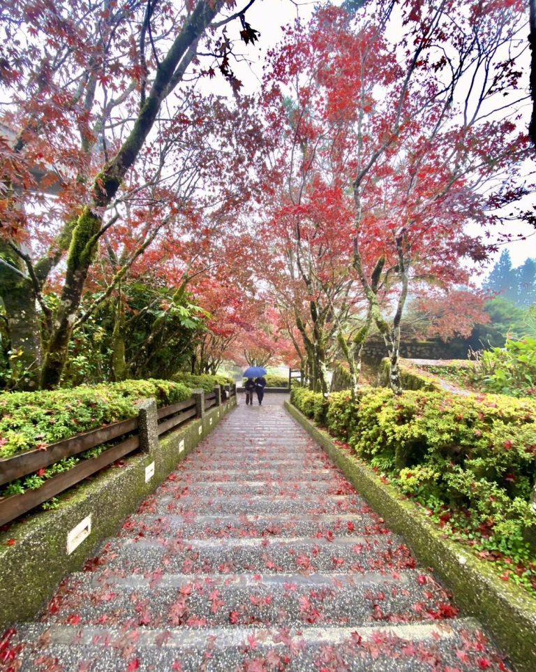 掌握太平山莊紅葉道｜最佳賞楓秘訣與景點整理