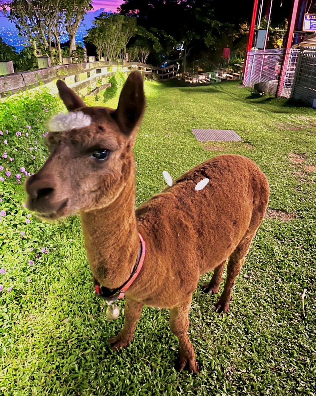 星月天空：在夜幕下品味美食的絕佳去處