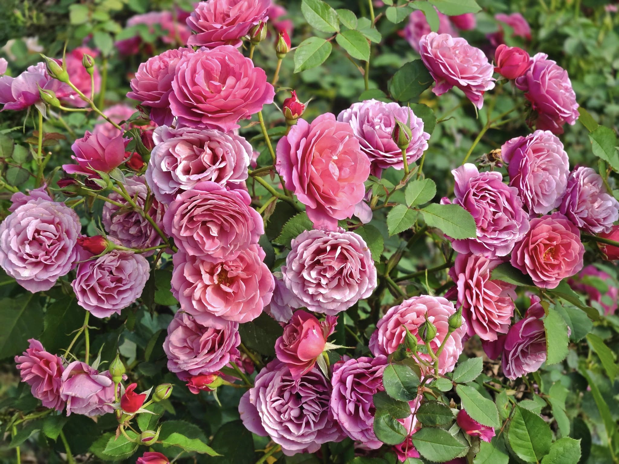 489927198_1146216700852680_1560225621425556138_n