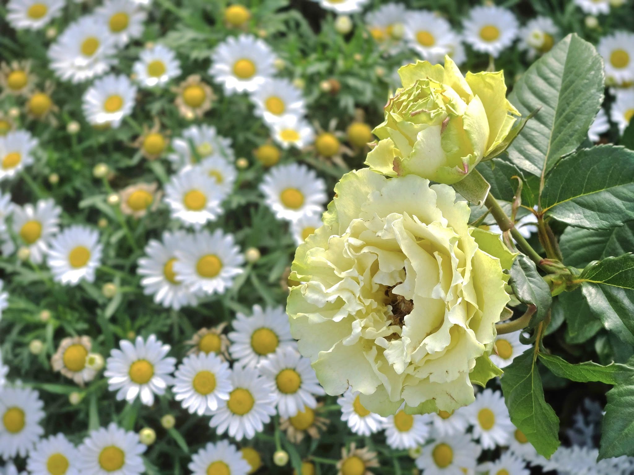 489956800_1146216837519333_6967818978016246585_n