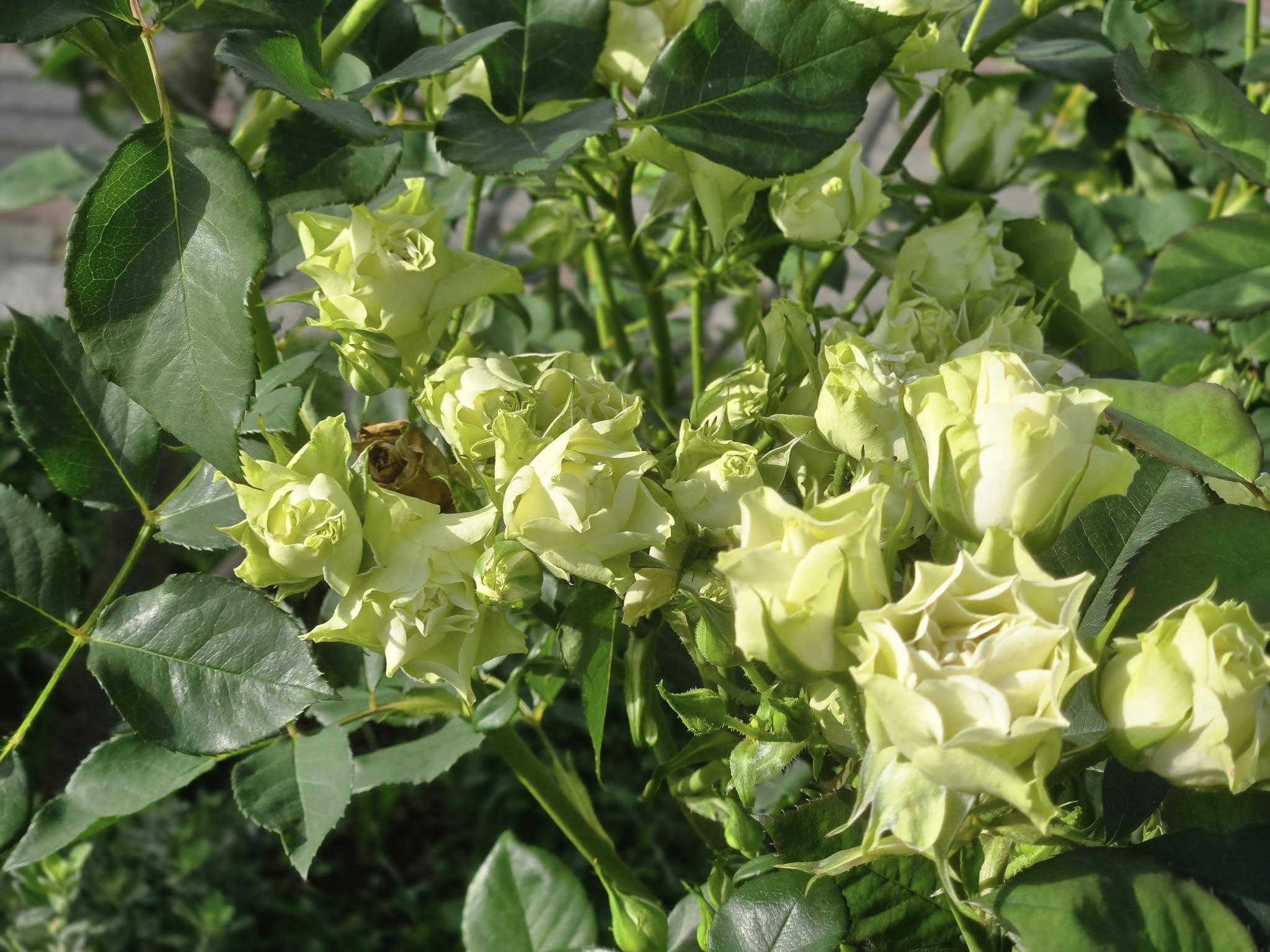 490509452_1146216554186028_5208558349402330340_n