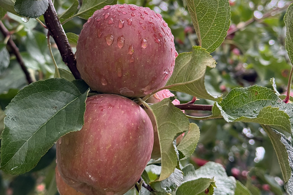 夜幕低垂時的梨山賓館，燈光照耀下的宮殿建築更顯迷人