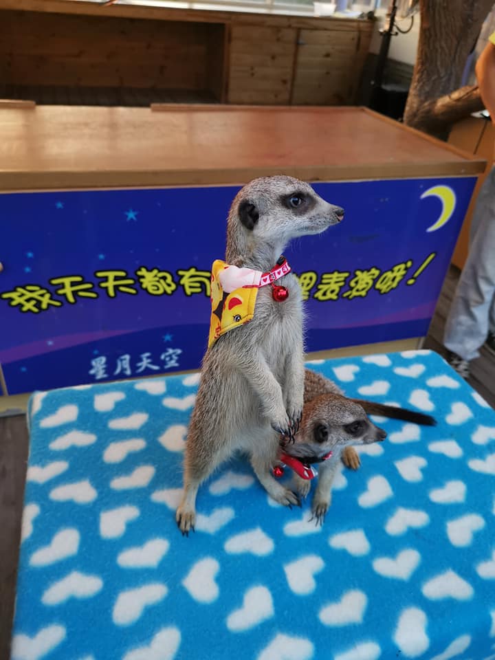 71109375_537920487016108_2915402901213937664_n