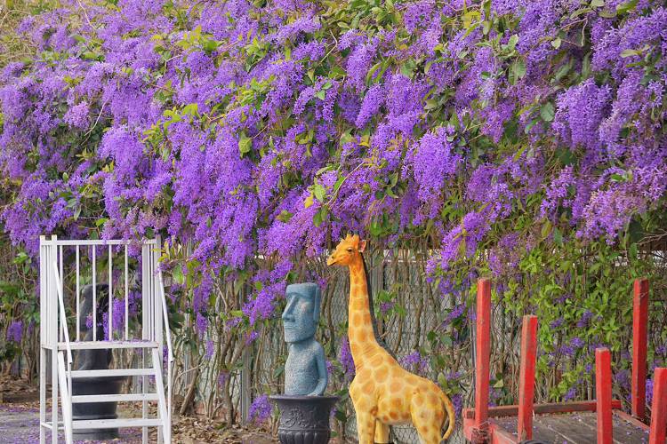 四湖長春園藝孤挺百合錫葉藤花園