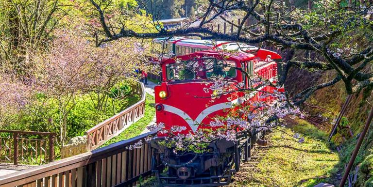 阿里山旅遊全攻略：五大絕美景點，感受山林日出與文化之