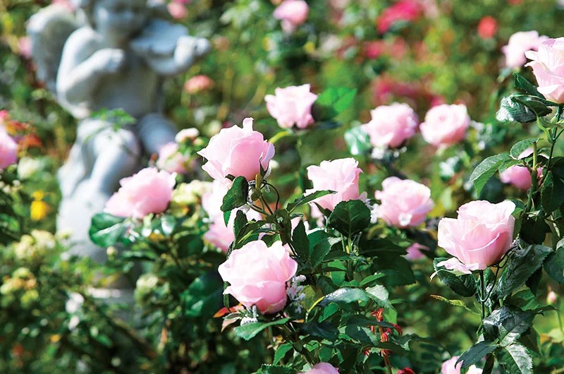 苗栗觀光：必訪的五大景點推薦，讓你的旅行充滿驚喜