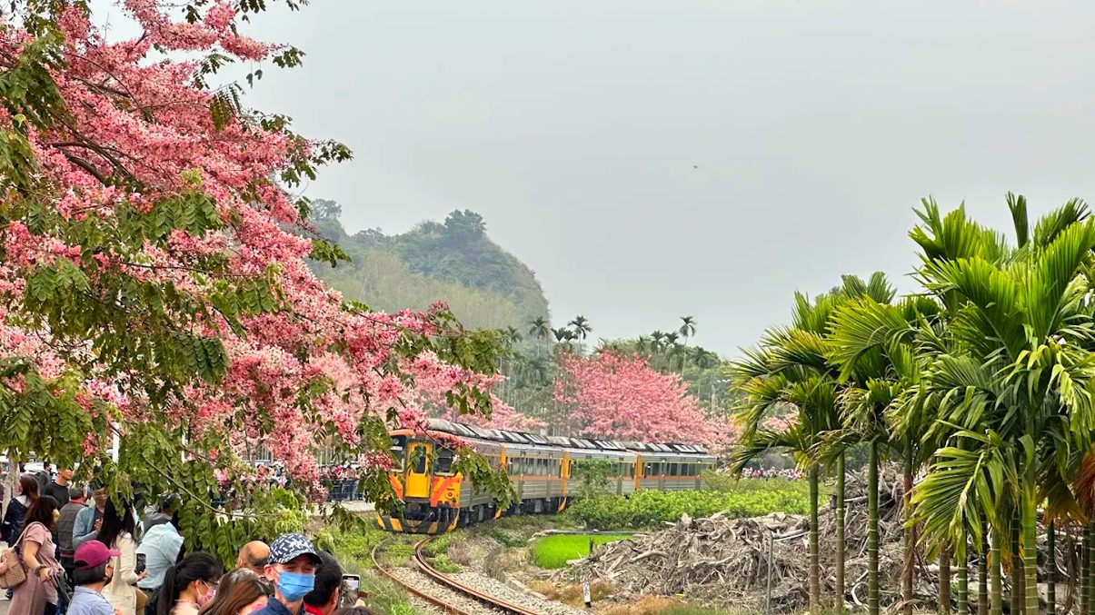 探索二水花旗木鐵道的魅力與特色