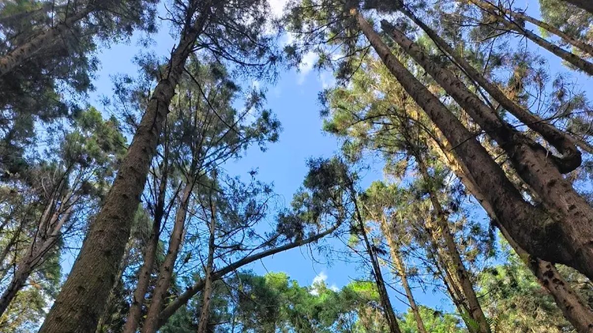 杉林溪森林生態渡假園區大飯店 必住推薦與旅遊攻略