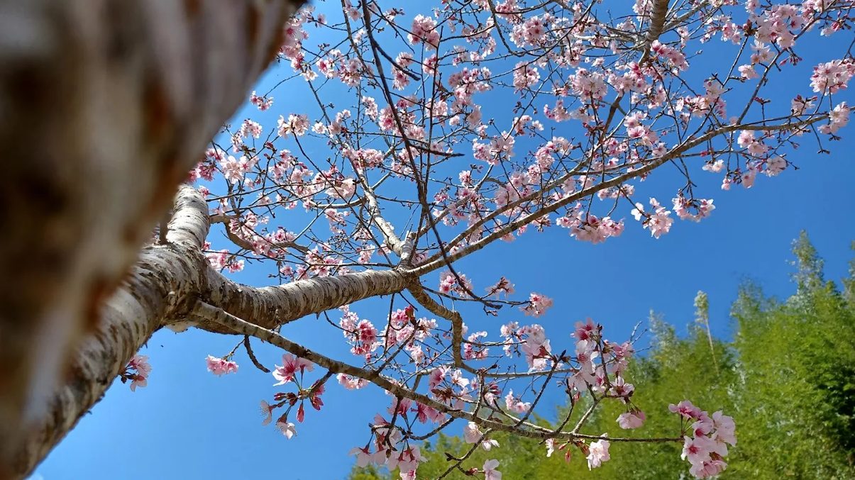 阿里山小火車：體驗雲海和神木的浪漫旅程