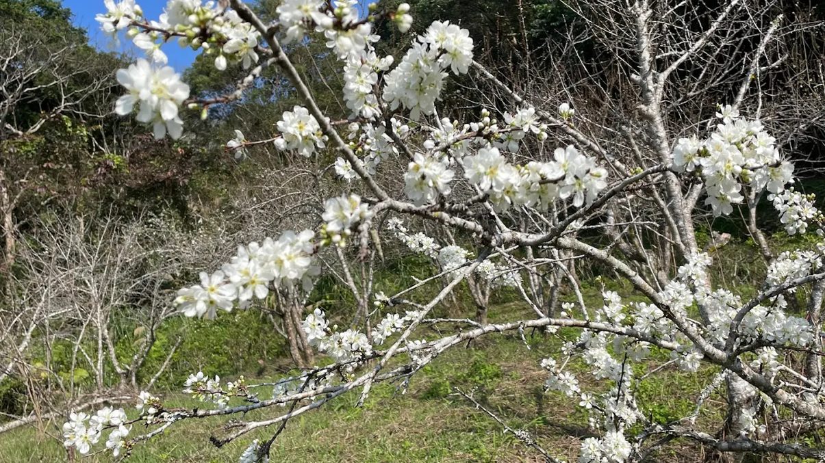 探索東勢林場：親子同遊與自然療癒的最佳選擇