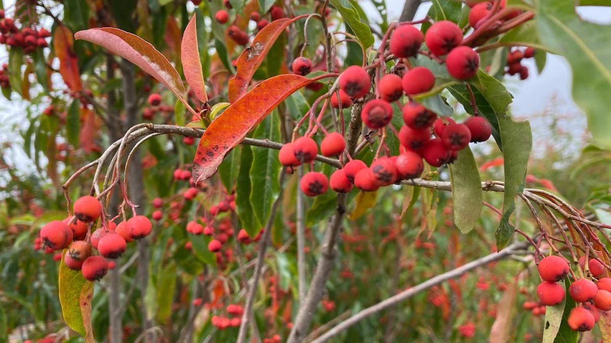阿里山鄉的自然魅力：探索必訪景點與美食秘境