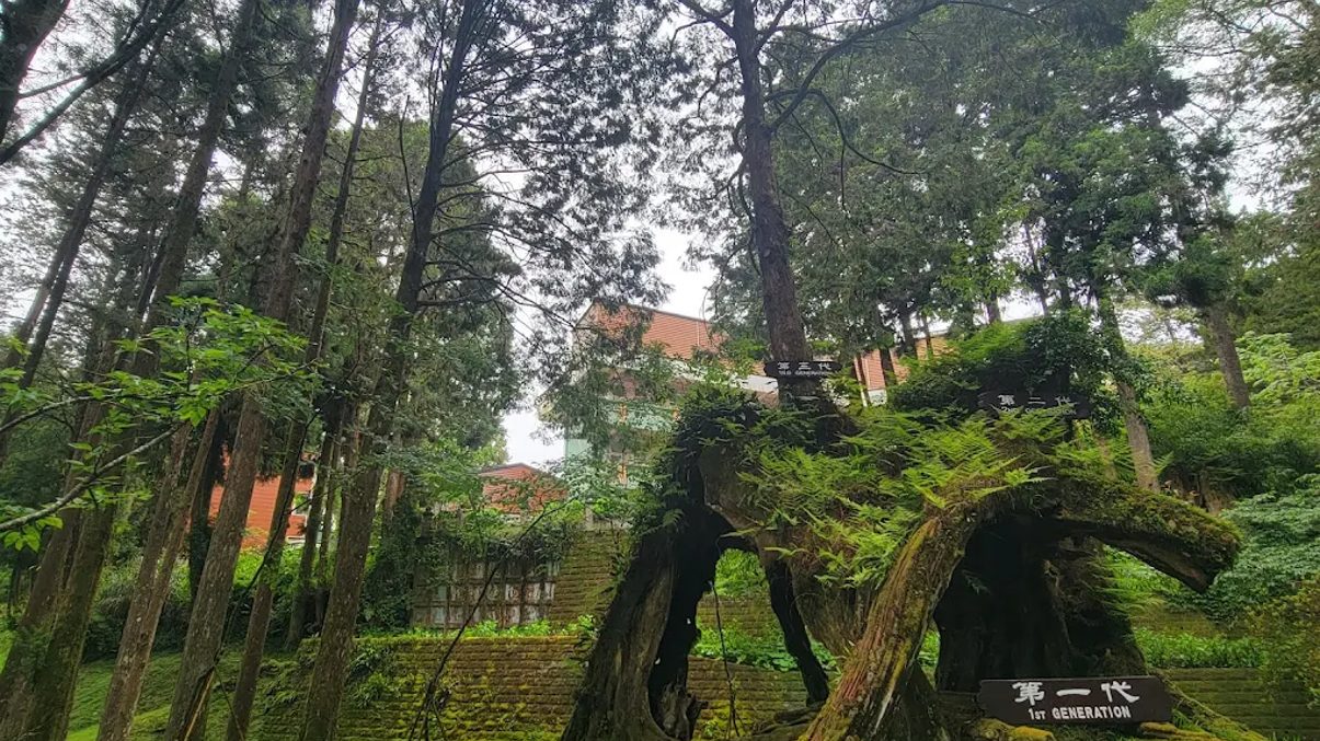 阿里山鄉的自然魅力:探索必訪景點與美食秘境