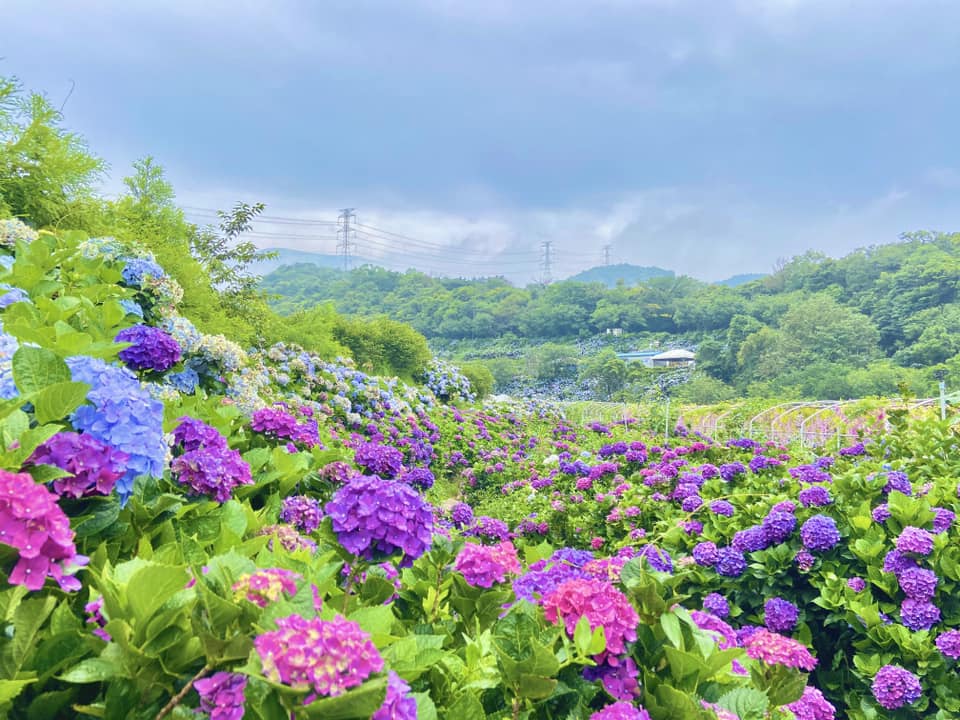 高家繡球花田：2025年必去的繡球花盛會