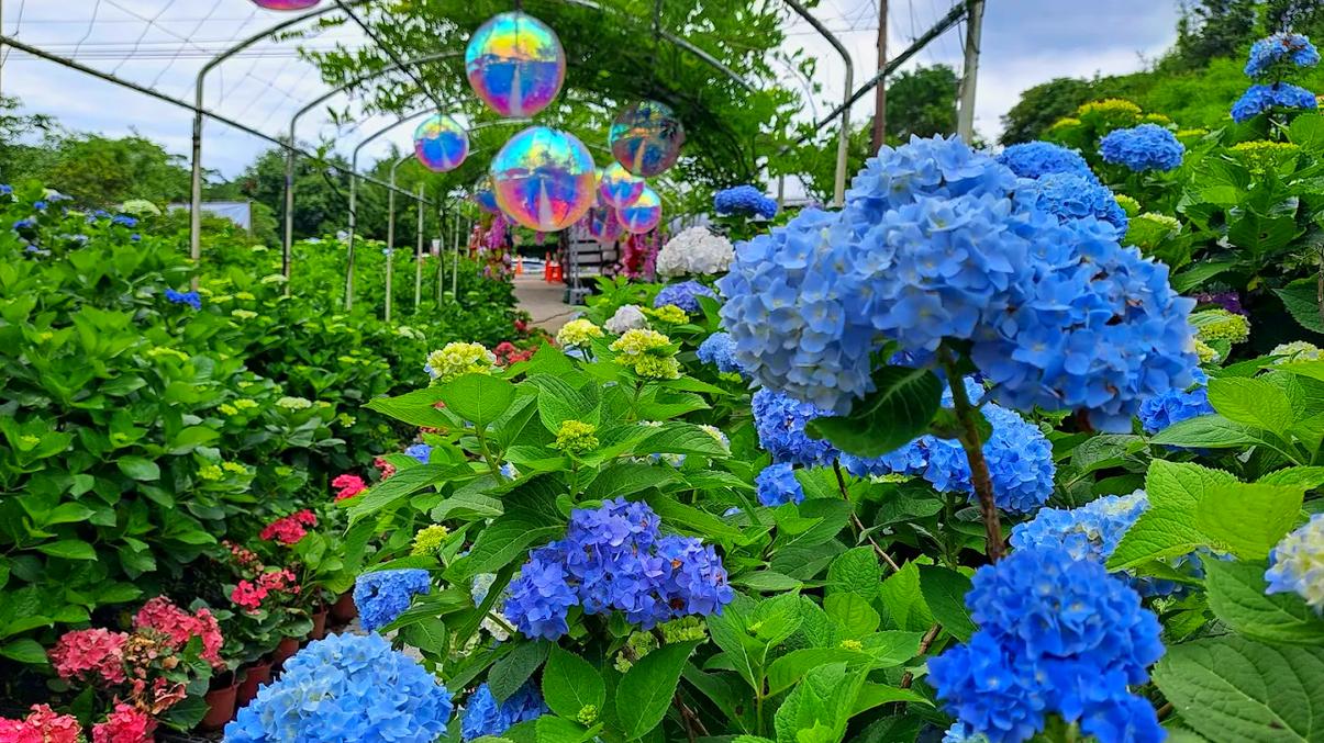 繡球花的魅力：2025年最值得一遊的繡球花景點