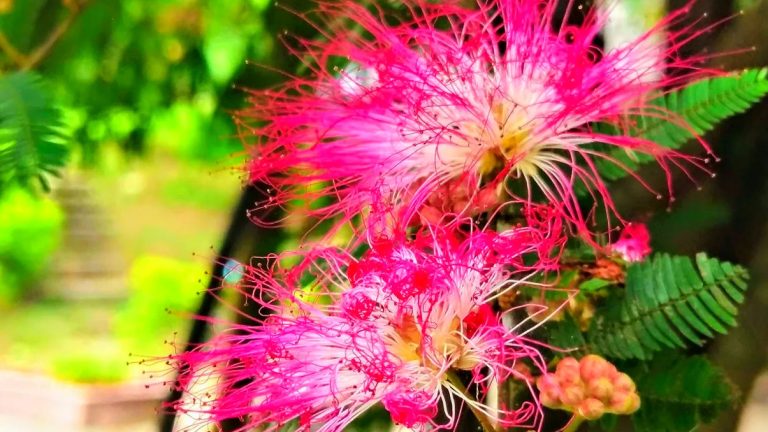 觀音山：探索這個新北市的絕美健行熱點